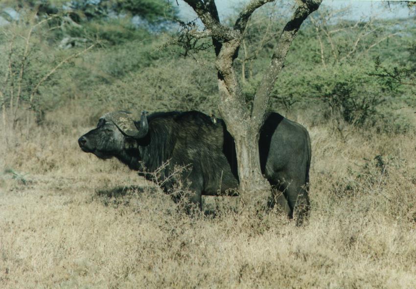 safari22.jpg
