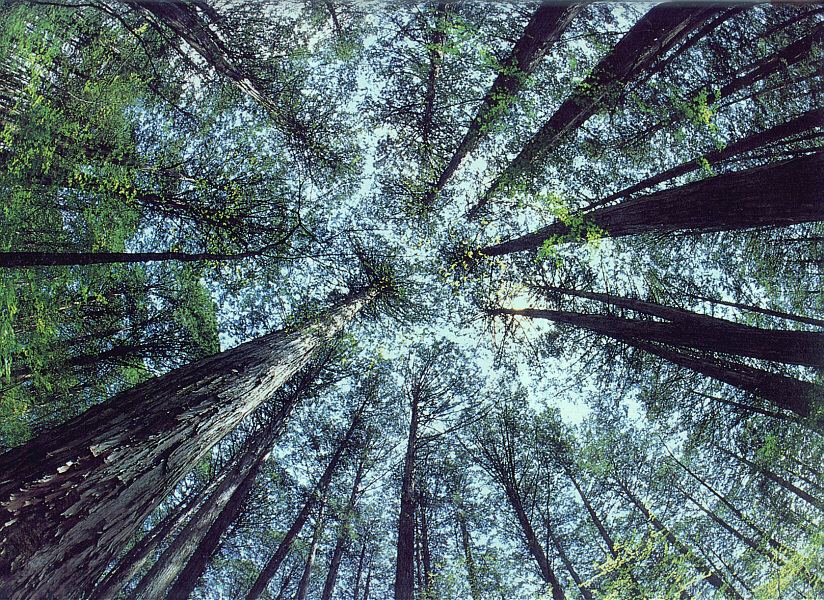 forest.jpg