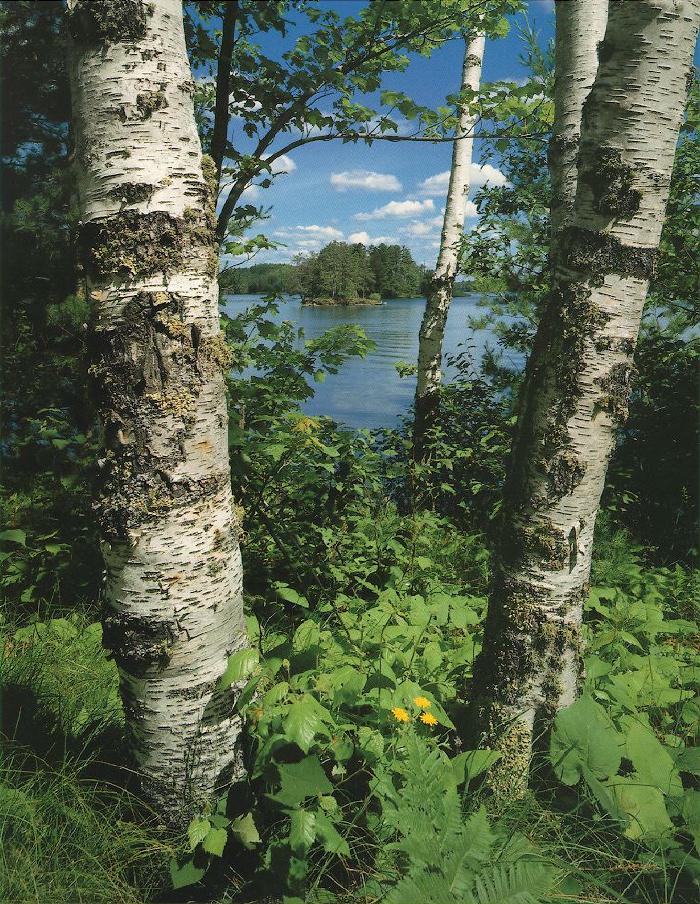 nokomis.jpg